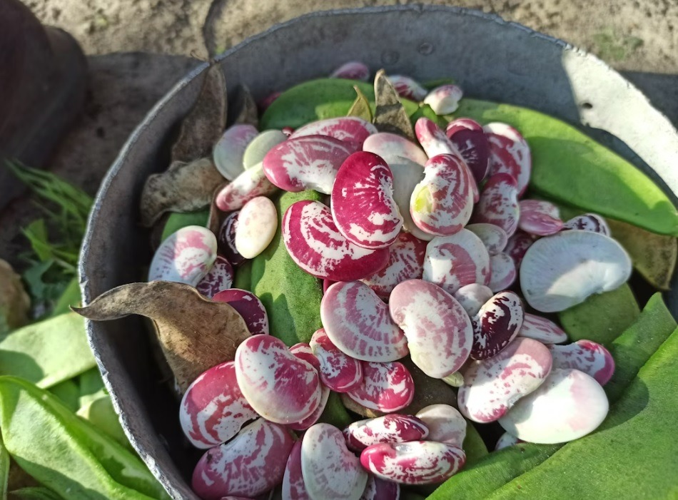 Zdrave posne salate
