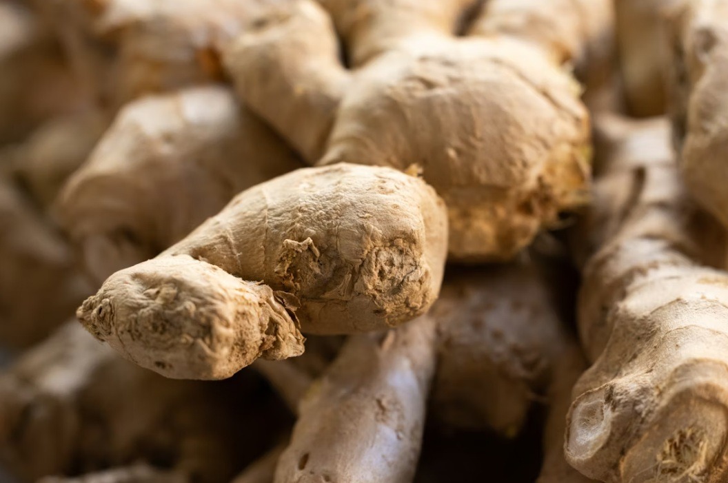 svež koren đumbira (ginger root) – prirodni sastojak za čaj i zdravu ishranu